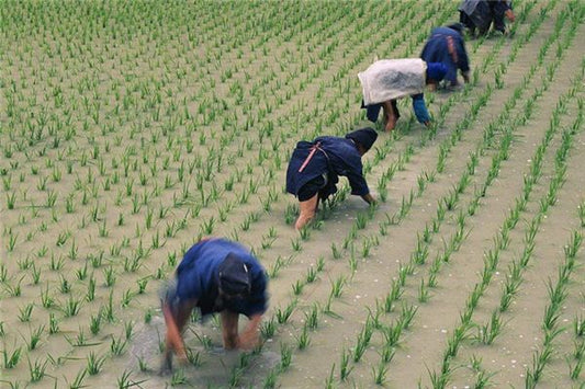 The Omen of Dreaming of Sowing Seeds