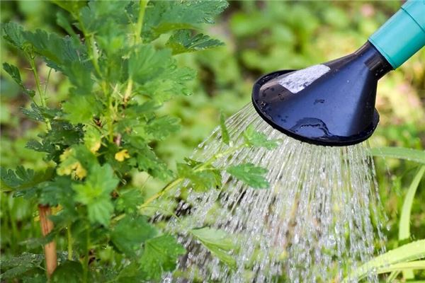 The Omen of Dreaming of Watering Fields