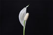 The Omen of Dreaming of White