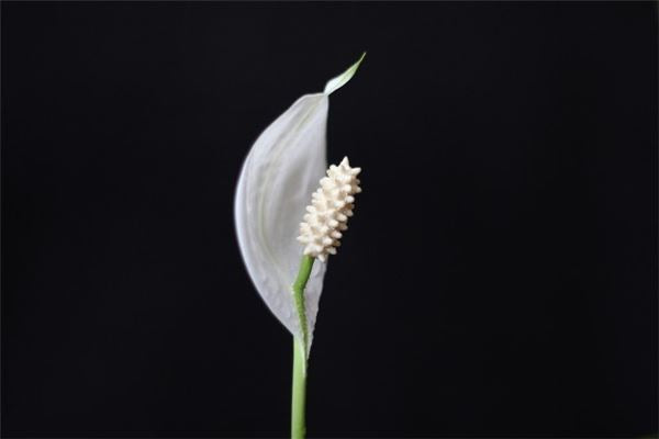The Omen of Dreaming of White