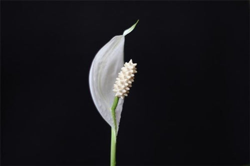 The Omen of Dreaming of White