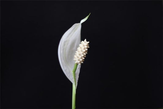 The Omen of Dreaming of White