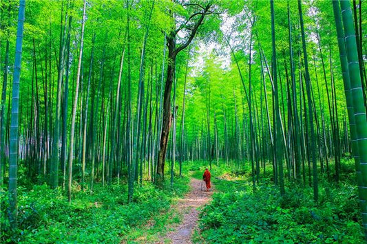 The Omen of Dreaming of a Bamboo Forest