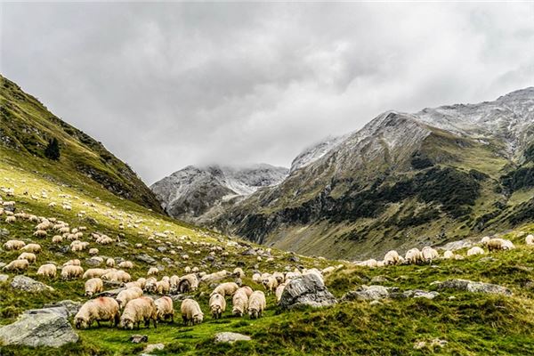 The Omen of Dreaming of a Flock of Sheep