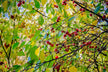The Omen of Dreaming of a Fruit Tree Laden with Ripe Fruits