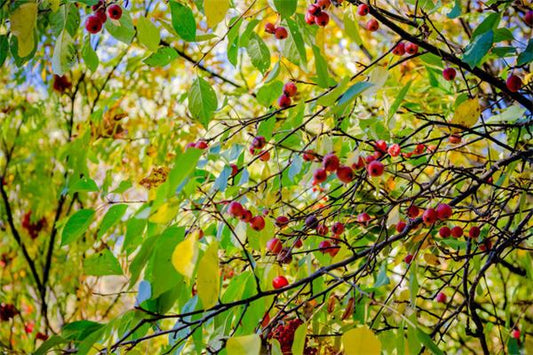 The Omen of Dreaming of a Fruit Tree Laden with Ripe Fruits