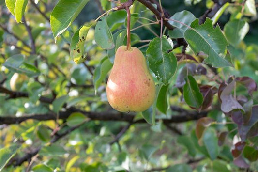 The Omen of Dreaming of a Pear Tree