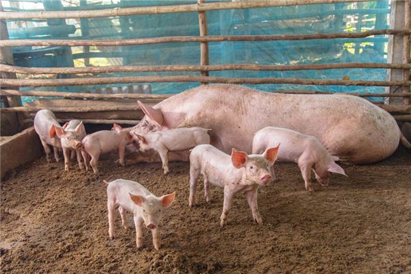 The Omen of Dreaming of a Pigsty