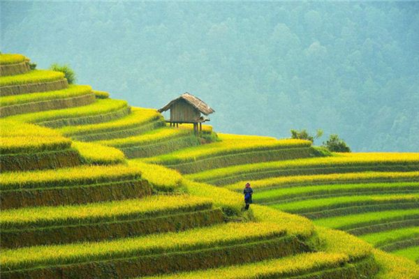 The Omen of Dreaming of a Rice Field