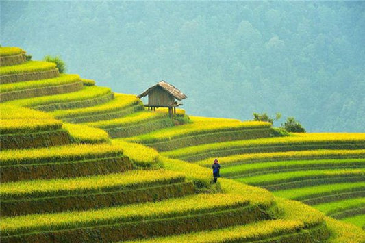 The Omen of Dreaming of a Rice Field