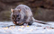 The Omen of Dreaming of an Extremely Large Rat