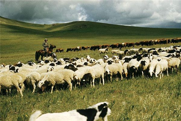 The Omen of Dreaming of Herding Sheep