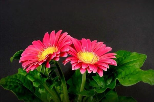 The Omen of Woman Dreaming of Beautiful Flowers