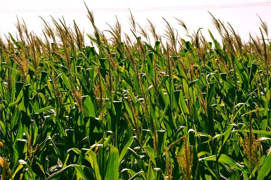 The Omen of Woman Dreaming of Lush Crops