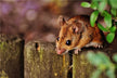 The Omen of Woman dreaming of a rat in Rat Year