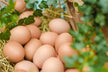 The Omen of a Woman Dreaming of Many Eggs