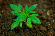 The Omen of a Woman Dreaming of Planting Saplings