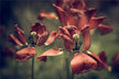 The Omen of a Woman Dreaming of Withered Flowers