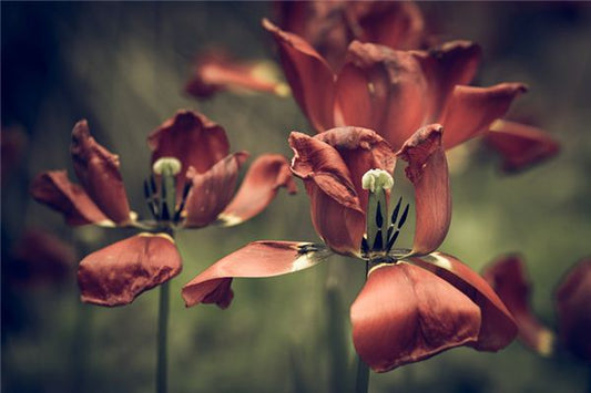 The Omen of a Woman Dreaming of Withered Flowers