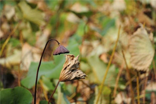 The Omen of a Woman Dreaming of Withered Green Plants