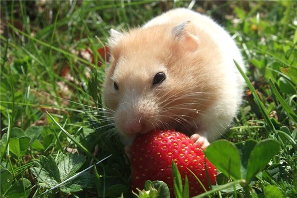The Omens Dream of Mice on Your Own Bed?
