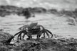 The Omens - live crabs crawling in woman’s dream