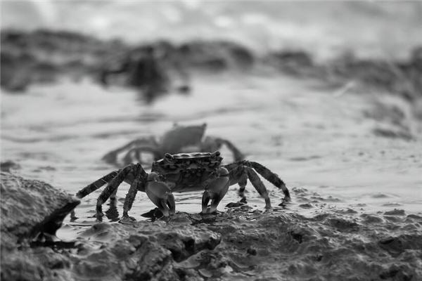 The Omens - live crabs crawling in woman’s dream