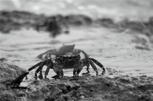 The Omens - live crabs crawling in woman’s dream