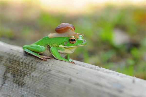 The Omens of Dream of Catching Frogs?