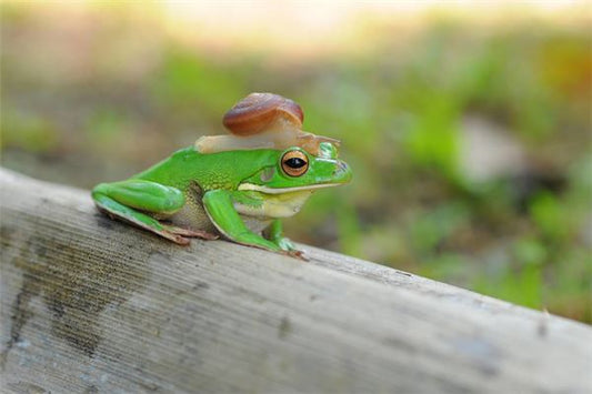 The Omens of Dream of Catching Frogs?