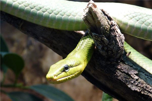 The Omens of Dream of Cutting Off a Snake's Head