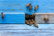 The Omens of Dreaming of Being Chased by Bees