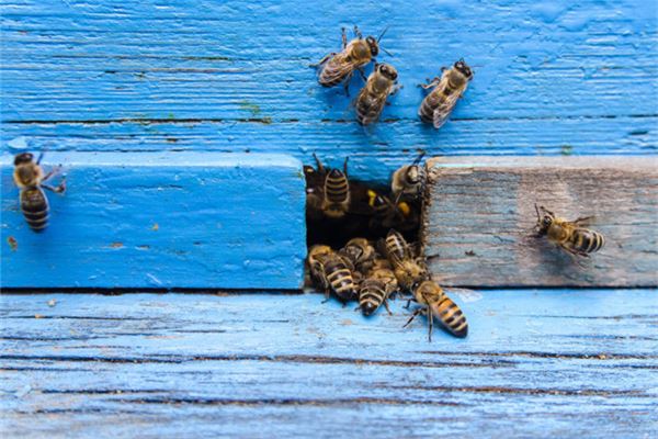 The Omens of Dreaming of Being Chased by Bees