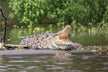 The Omens of Dreaming of Catching a Crocodile