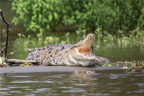 The Omens of Dreaming of Catching a Crocodile