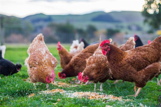 The Omens of Dreaming of Chickens and Ducks