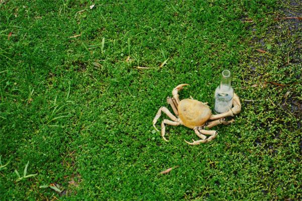 The Omens of Dreaming of Crabs Giving Birth to a Son