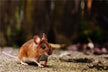 The Omens of Dreaming of Dead Mice