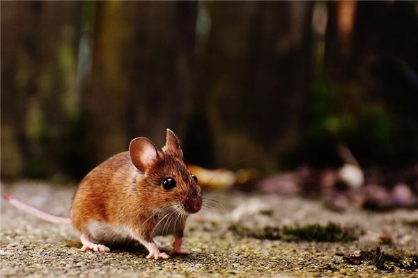 The Omens of Dreaming of Dead Mice