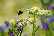 The Omens of Dreaming of Flying Insects