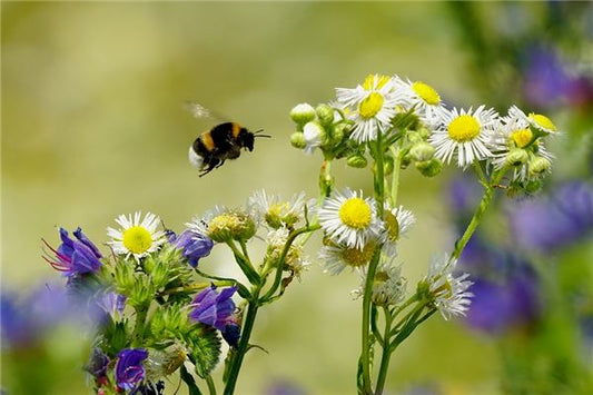 The Omens of Dreaming of Flying Insects
