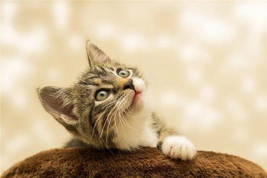 The Omens of Dreaming of Holding a Very Obedient Cat