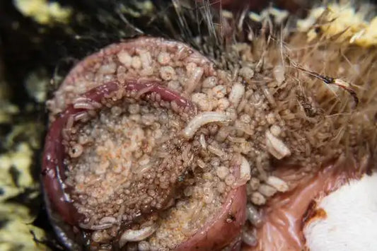 The Omens of Dreaming of Maggots Crawling on Your Body