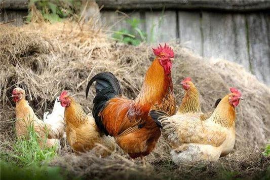 The Omens of Dreaming of Many Chickens