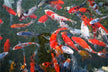 The Omens of Dreaming of Many Fish in the Water