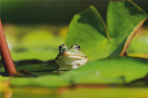 The Omens of Dreaming of Many Frogs