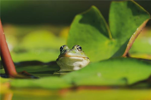 The Omens of Dreaming of Many Frogs
