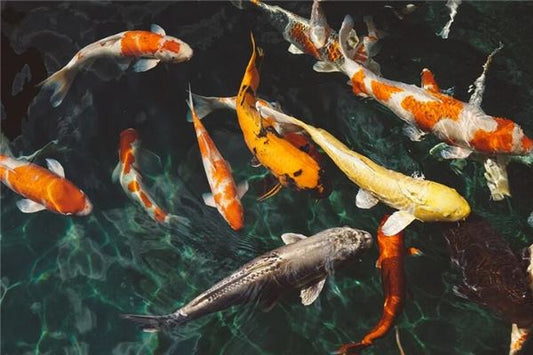 The Omens of Dreaming of Putting a Fish Back into the Water