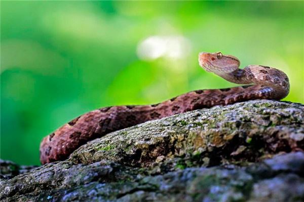 The Omens of Dreaming of Snakes Everywhere