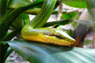 The Omens of Dreaming of Snakes Frequently